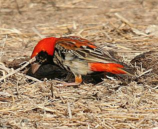 Brandweber, Euplectes nigroventris, Zanzibar Red Bishop